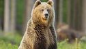 Il ritorno dell'orso goloso