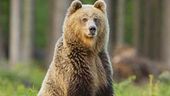 Il ritorno dell'orso goloso