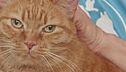 Affido congiunto per cani e gatti