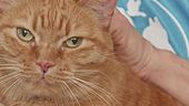 Affido congiunto per cani e gatti