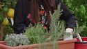 Come coltivare le piante aromatiche
