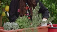 Come coltivare le piante aromatiche