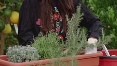 Come coltivare le piante aromatiche