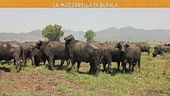 Le bontà casearie