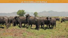 Le bontà casearie