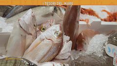 I tesori del mare