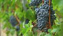 I vigneti toscani