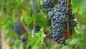 I vigneti toscani