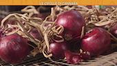Le cipolle di Cannara