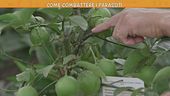 Piante, come combattere i parassiti