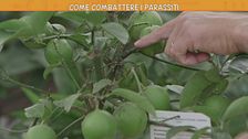 Piante, come combattere i parassiti