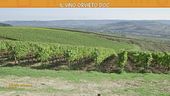 Il vino Orvieto Doc