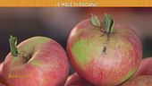 Le mele di Paciano