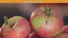 Le mele di Paciano