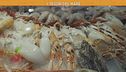 I segreti della pesca di Bari