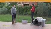 Come allestire un giardino per il nostro cane