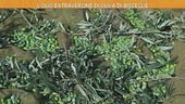 L'olio extravergine di oliva di Bisceglie