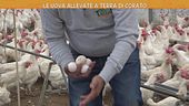 Le uova allevate a terra di Corato