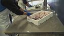 Caorle: la città dei pescatori