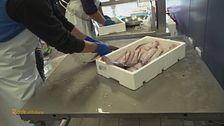 Caorle: la città dei pescatori