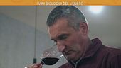 I vini biologici del Veneto