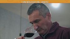 I vini biologici del Veneto