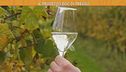 Treviso e il suo Prosecco Doc