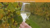 Treviso e il suo Prosecco Doc