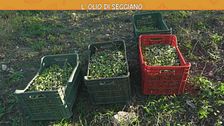 L'olio di Seggiano