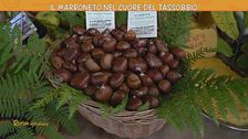 Il marroneto nel cuore del Tassobbio