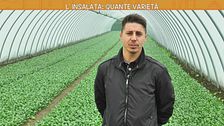 L'insalata: quante varietà
