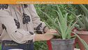 La pianta di aloe vera