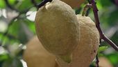 I limoni di Sicilia