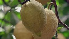 I limoni di Sicilia