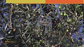 L'olio extravergine di oliva Dop Canino