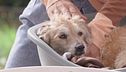 Come prendersi cura di un cane anziano