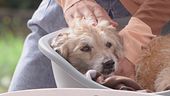 Come prendersi cura di un cane anziano