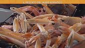 Il pescato del mare Adriatico