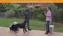 La rubrica: cani e gatti
