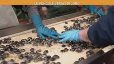 Le vongole veraci di Goro