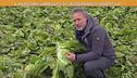 Il radicchio variegato di Castelfranco Veneto IGP