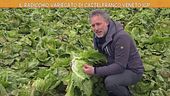 Il radicchio variegato di Castelfranco Veneto IGP