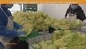 Castelfranco Veneto e il suo radicchio variegato