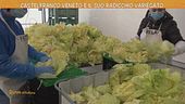 Castelfranco Veneto e il suo radicchio variegato