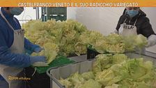 Castelfranco Veneto e il suo radicchio variegato