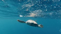 Meno plastica, più sorrisi