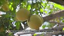 Cibo italiano sotto attacco - La minaccia dei limoni dell'Argentina