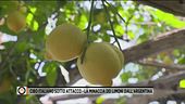 Cibo italiano sotto attacco - La minaccia dei limoni dell'Argentina