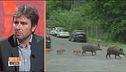 Disastro Roma, voragini e cinghiali in strada