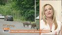 Cinghiali, gabbiani e capre: Roma è uno zoo?